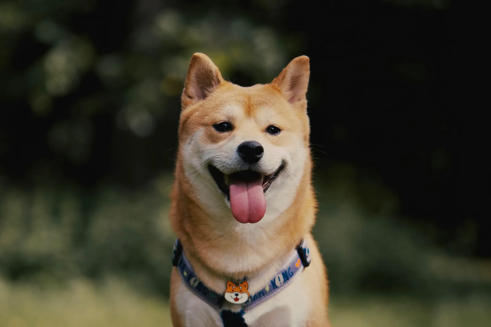 Shiba Inu (SHIB) : c'est quoi, avis et comment acheter